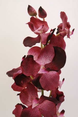 Орхидея Ванда Сандериана 14514DPU